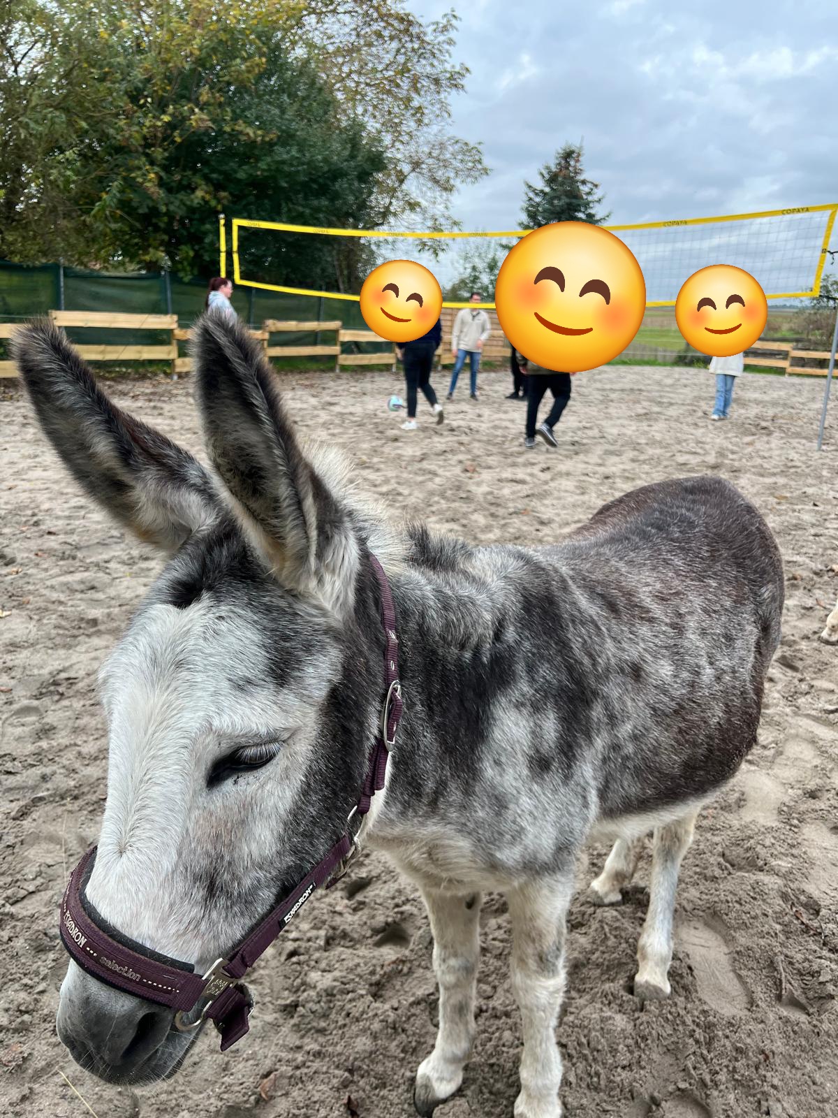 Ein mit Sand bedecktes Spielfeld mit Volleyballnetz. Esel im Vordergrund und Menschen im Hintergrund