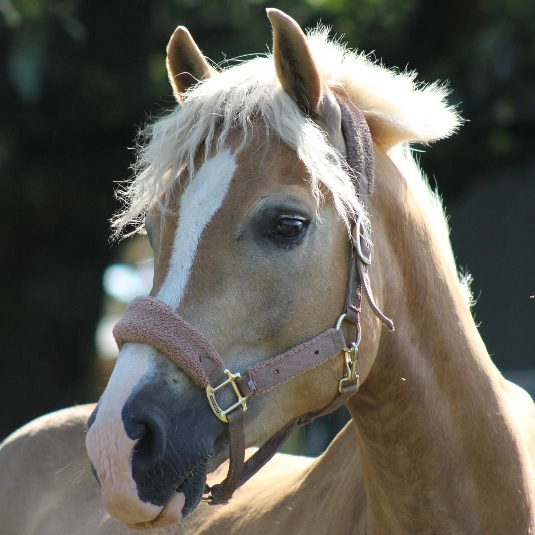 Pferd Nero