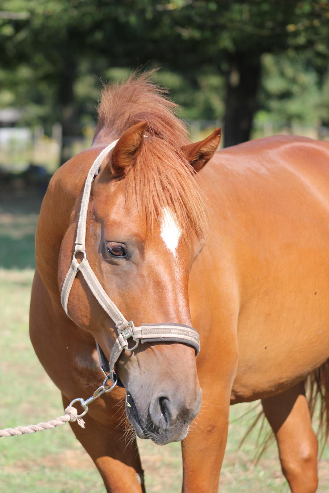 Foto von Pferd Caballero